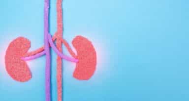 kidney regeneration